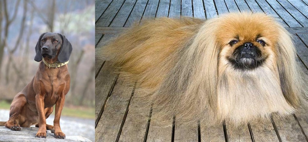 Pekingese vs Bavarian Mountain Hound - Breed Comparison