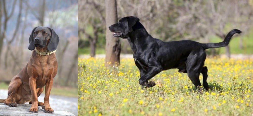 Perro de Pastor Mallorquin vs Bavarian Mountain Hound - Breed Comparison