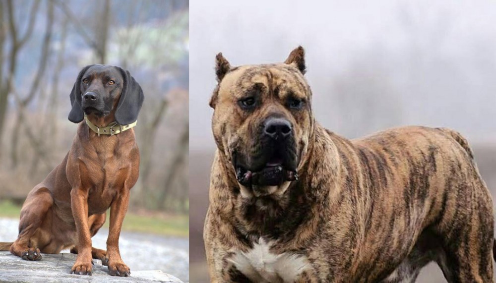 Perro de Presa Canario vs Bavarian Mountain Hound - Breed Comparison