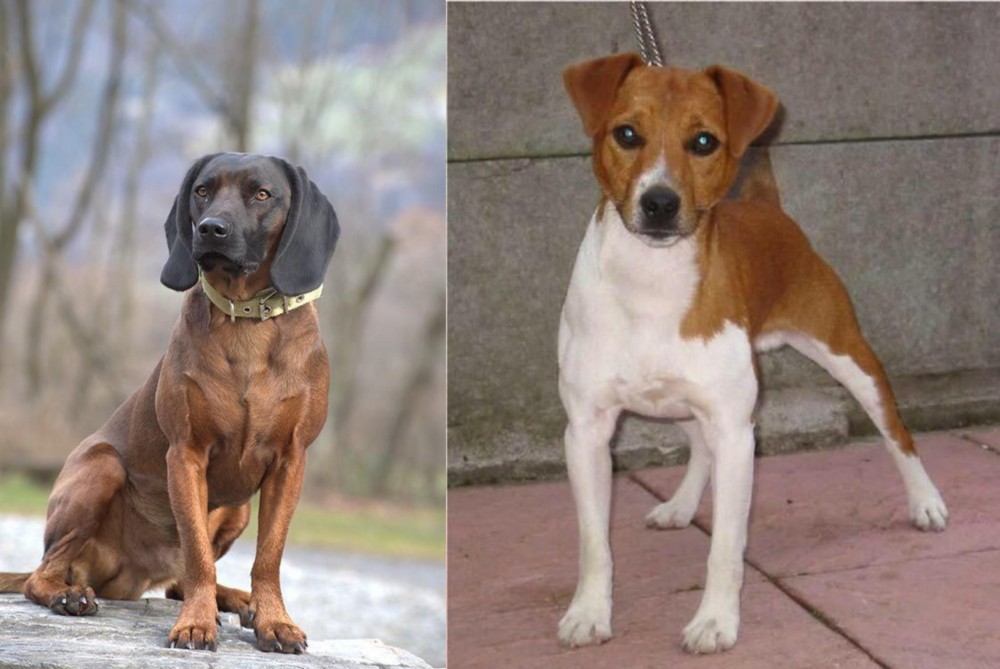 Plummer Terrier vs Bavarian Mountain Hound - Breed Comparison