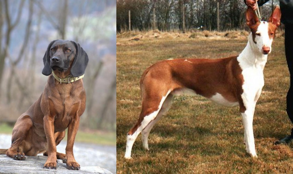 Podenco Canario vs Bavarian Mountain Hound - Breed Comparison