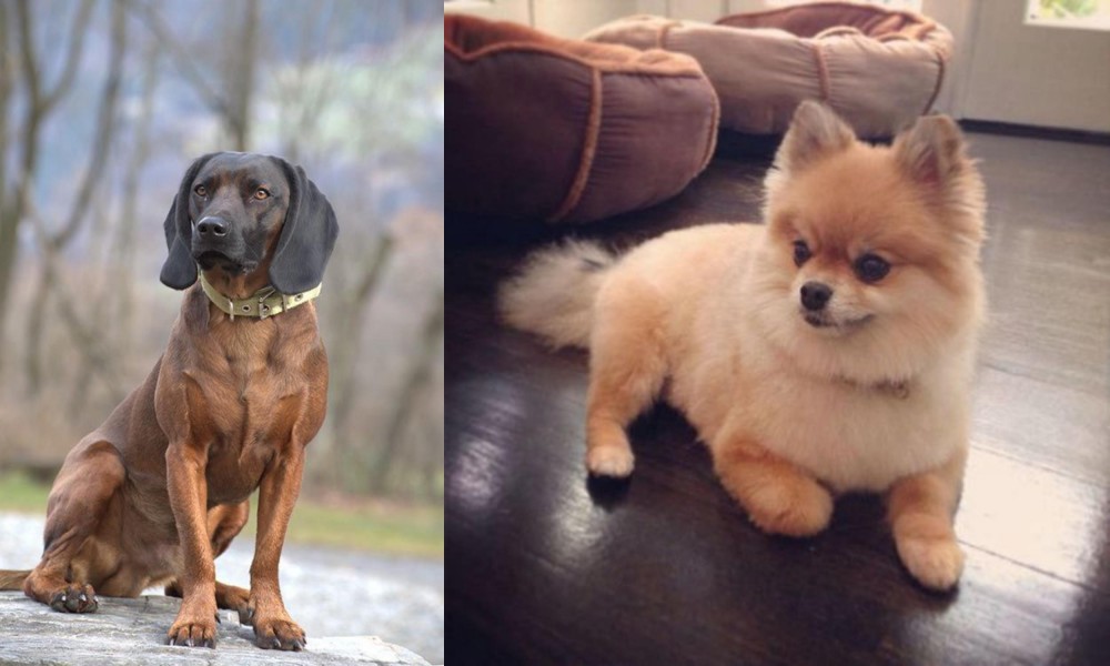 Pomeranian vs Bavarian Mountain Hound - Breed Comparison