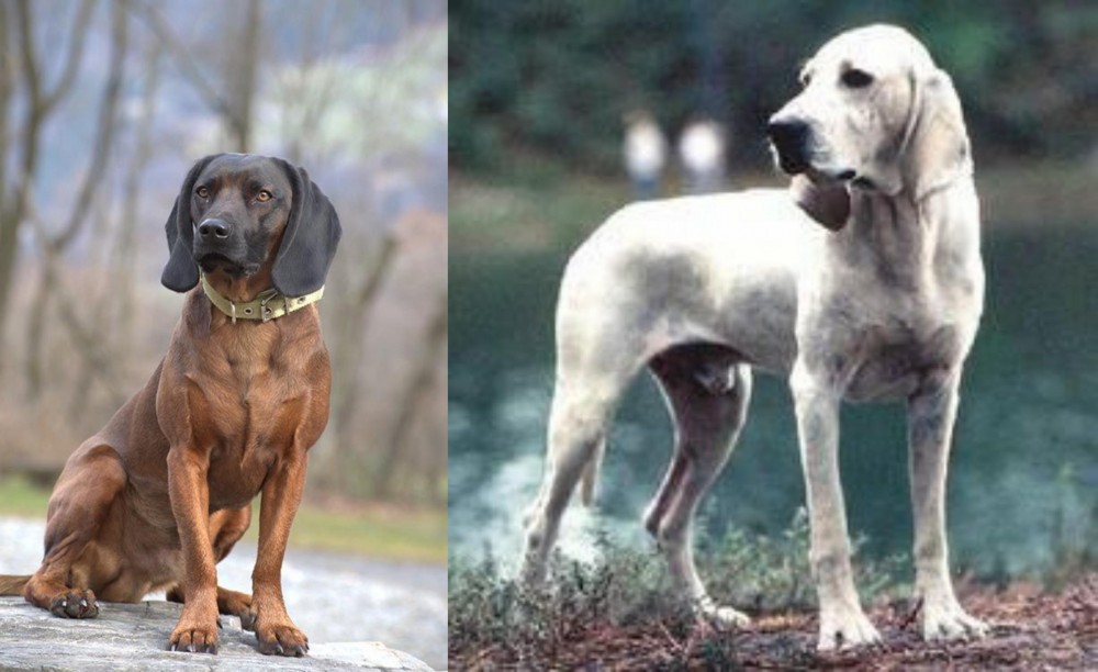 Porcelaine vs Bavarian Mountain Hound - Breed Comparison