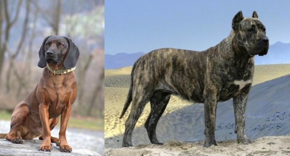 Presa Canario vs Bavarian Mountain Hound - Breed Comparison