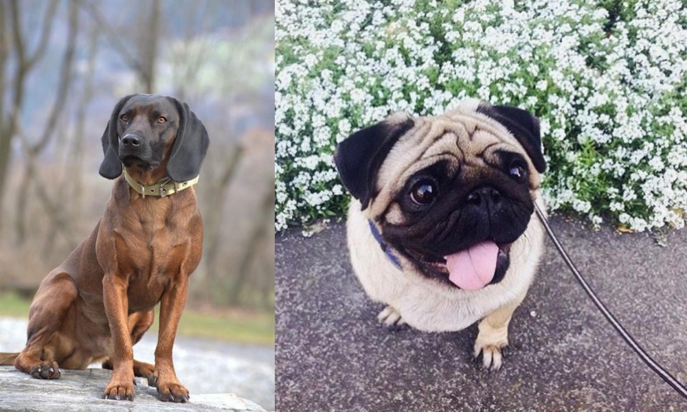 Pug vs Bavarian Mountain Hound - Breed Comparison