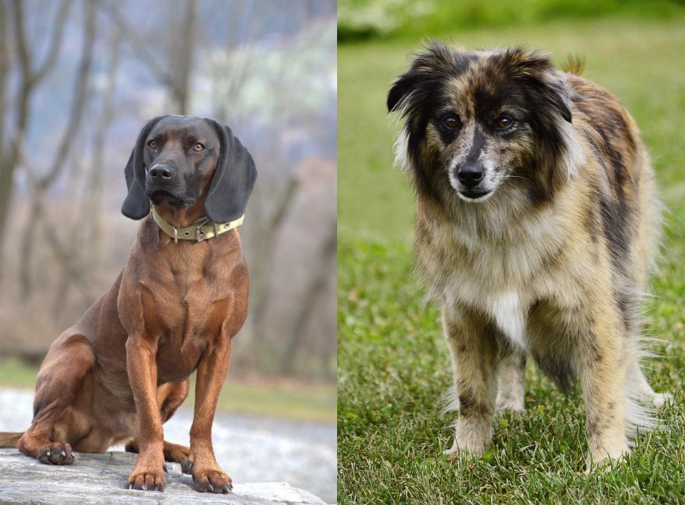 Pyrenean Shepherd vs Bavarian Mountain Hound - Breed Comparison