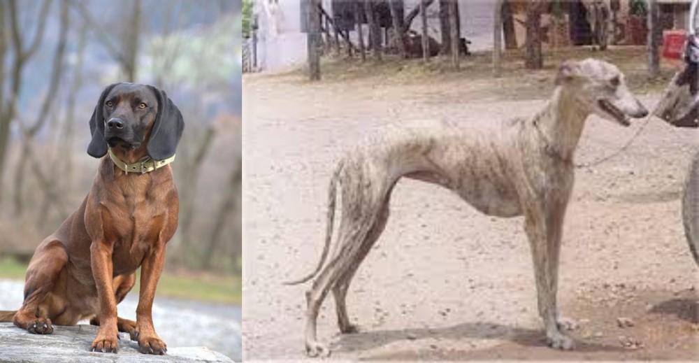 Rampur Greyhound vs Bavarian Mountain Hound - Breed Comparison