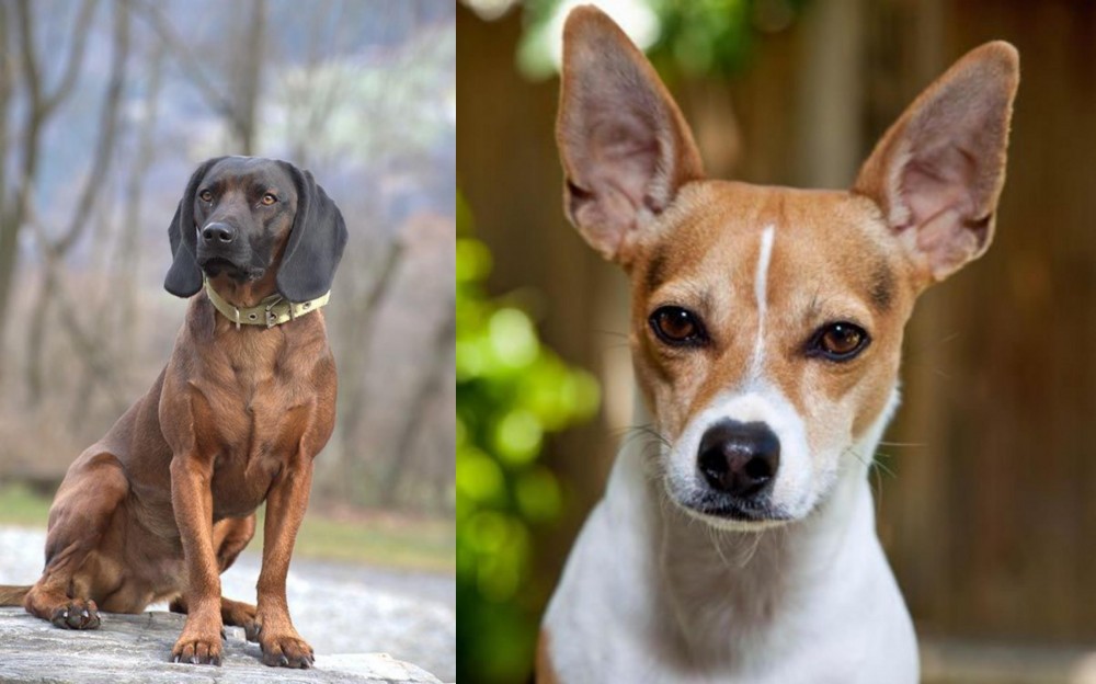Rat Terrier vs Bavarian Mountain Hound - Breed Comparison