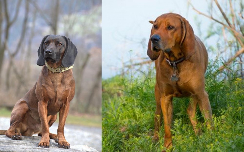 Redbone Coonhound vs Bavarian Mountain Hound - Breed Comparison