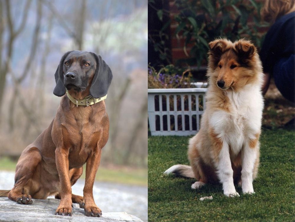 Rough Collie vs Bavarian Mountain Hound - Breed Comparison