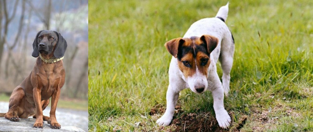 Russell Terrier vs Bavarian Mountain Hound - Breed Comparison