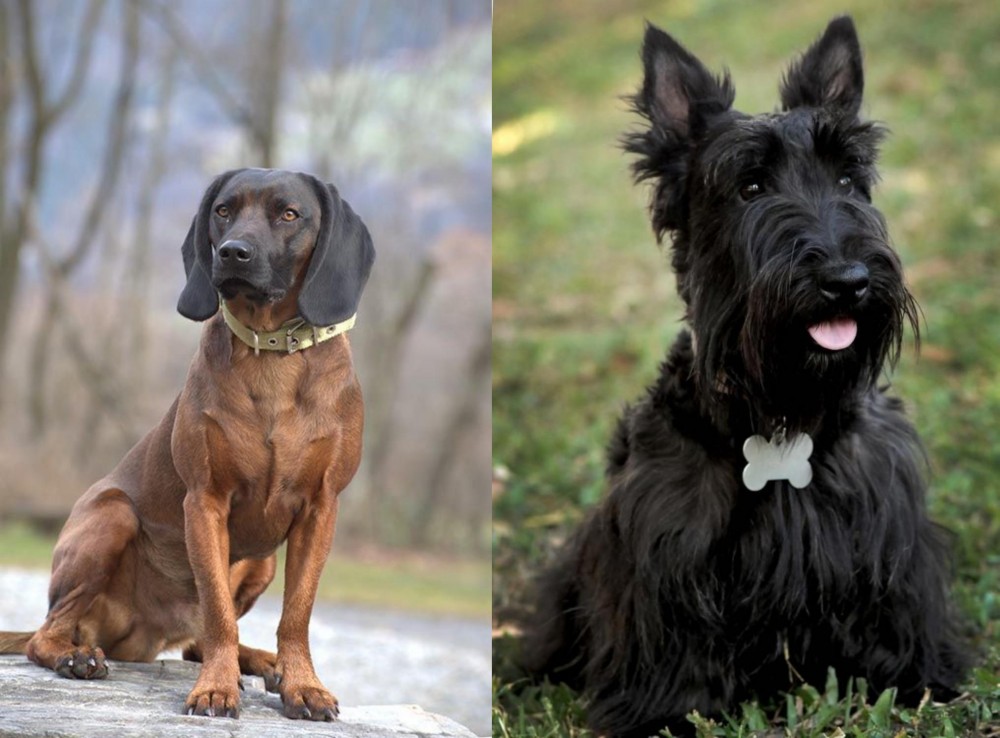 Scoland Terrier vs Bavarian Mountain Hound - Breed Comparison
