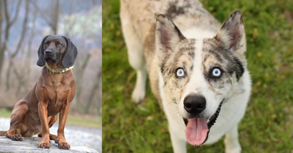 Shepherd Husky vs Bavarian Mountain Hound - Breed Comparison