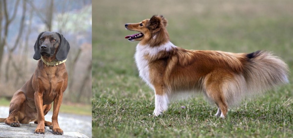 Shetland Sheepdog vs Bavarian Mountain Hound - Breed Comparison
