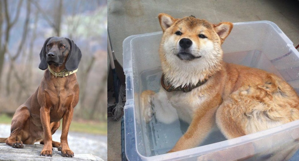 Shiba Inu vs Bavarian Mountain Hound - Breed Comparison