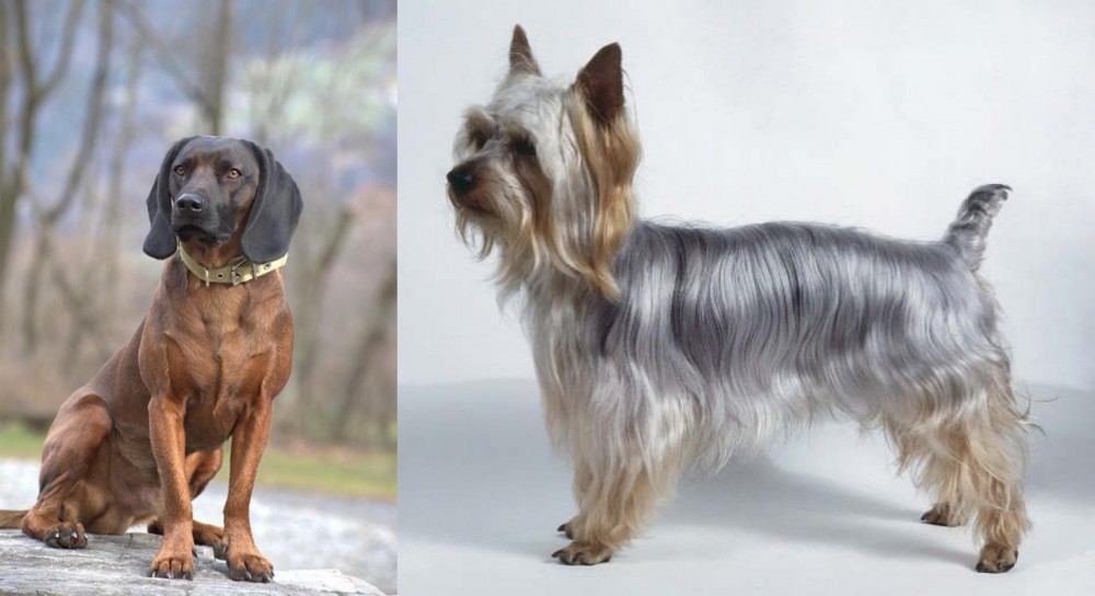 Silky Terrier vs Bavarian Mountain Hound - Breed Comparison
