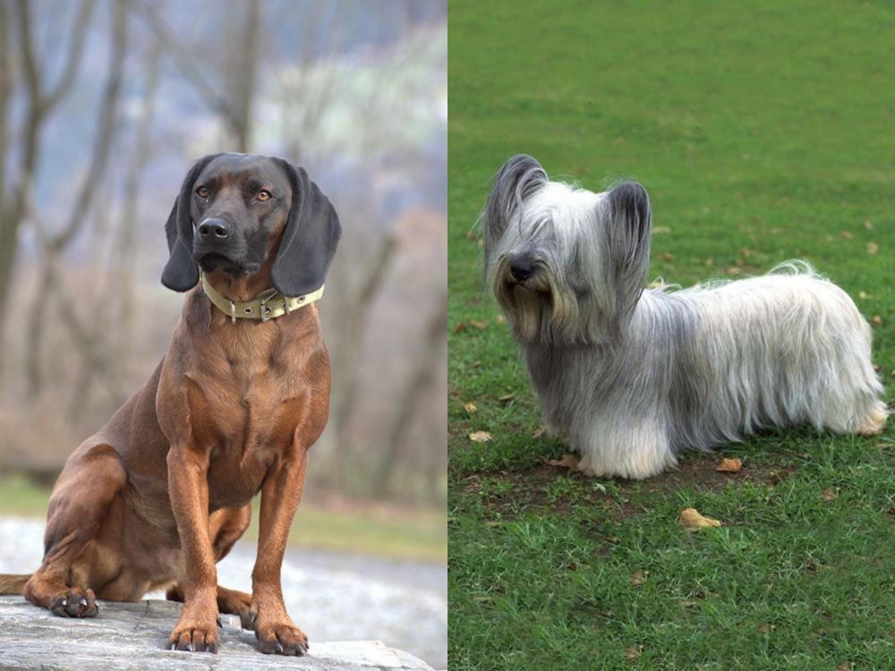 Skye Terrier vs Bavarian Mountain Hound - Breed Comparison