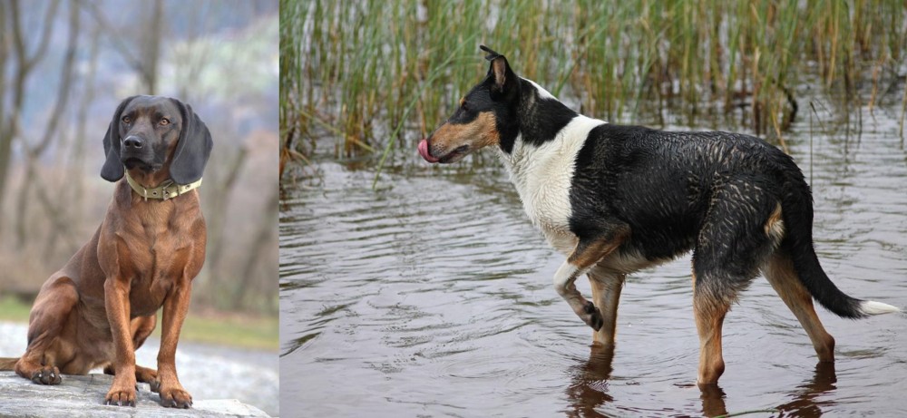 Smooth Collie vs Bavarian Mountain Hound - Breed Comparison
