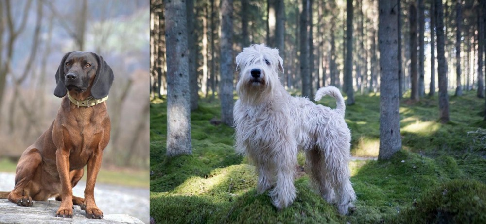 Soft-Coated Wheaten Terrier vs Bavarian Mountain Hound - Breed Comparison