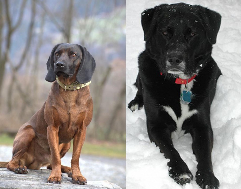 St. John's Water Dog vs Bavarian Mountain Hound - Breed Comparison