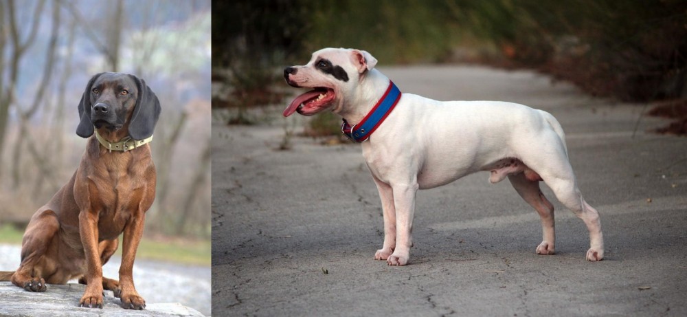Staffordshire Bull Terrier vs Bavarian Mountain Hound - Breed Comparison