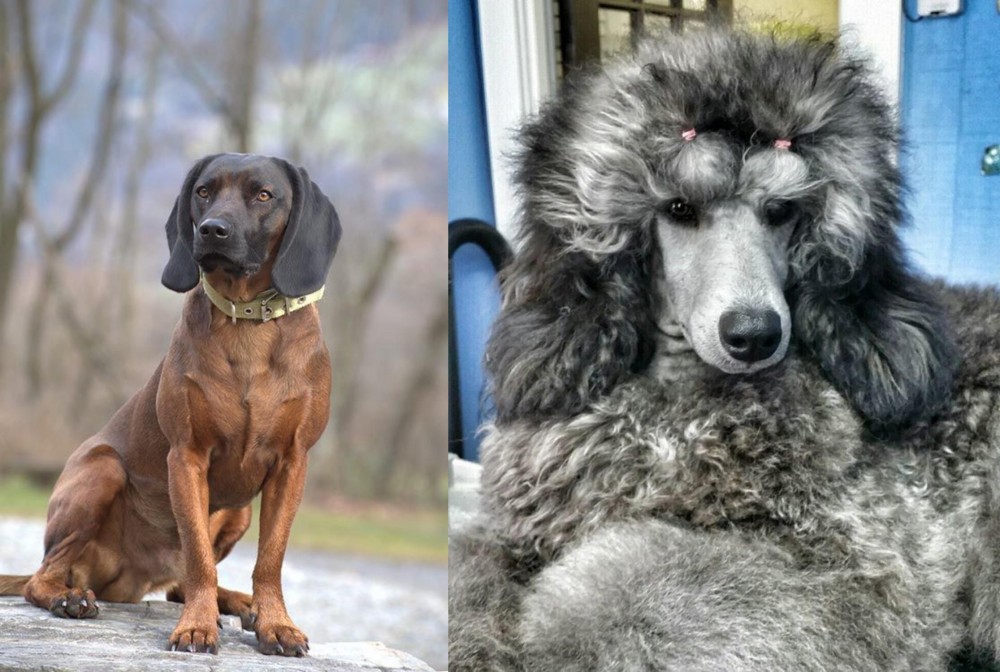 Standard Poodle vs Bavarian Mountain Hound - Breed Comparison