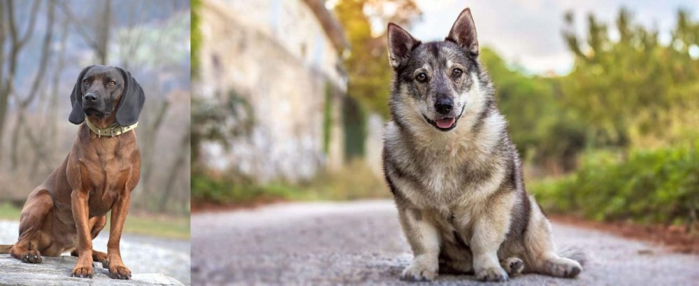 Swedish Vallhund vs Bavarian Mountain Hound - Breed Comparison