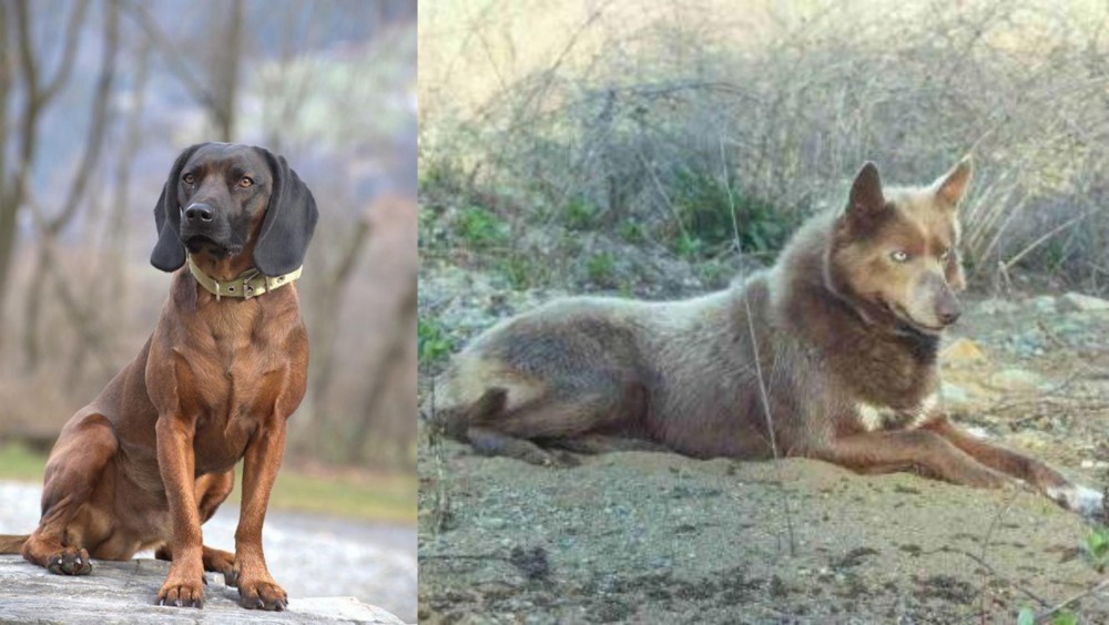 Tahltan Bear Dog vs Bavarian Mountain Hound - Breed Comparison