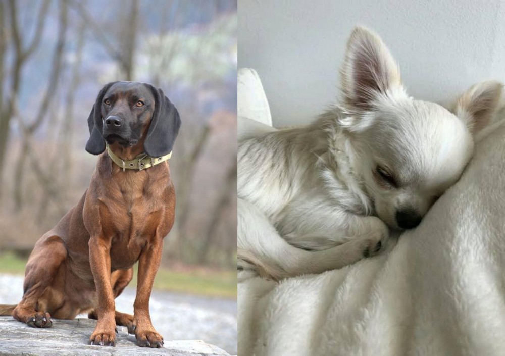 Tea Cup Chihuahua vs Bavarian Mountain Hound - Breed Comparison