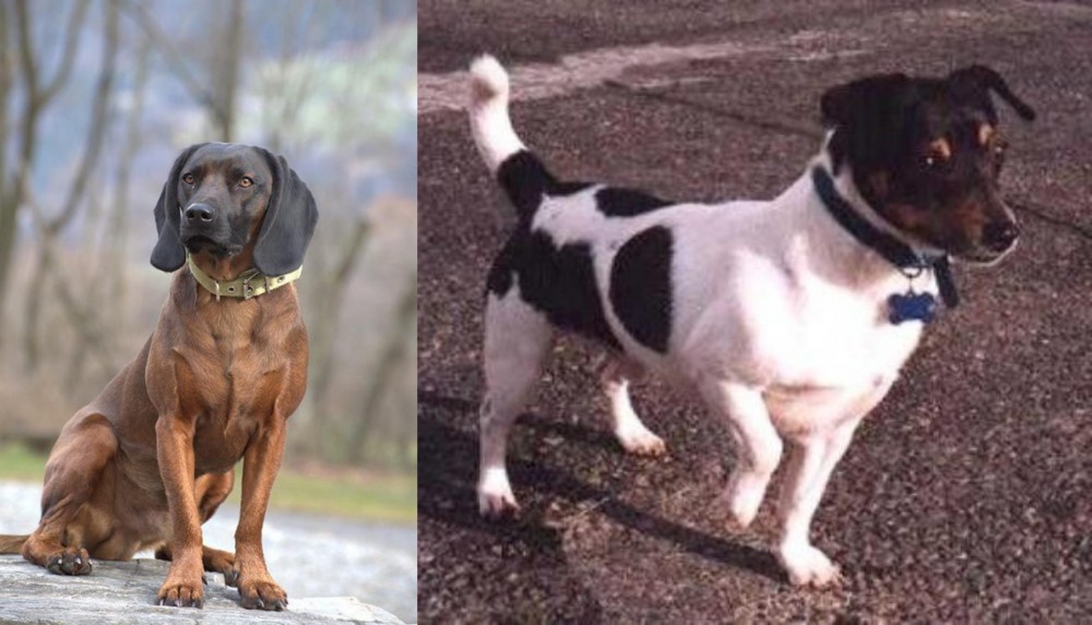 Teddy Roosevelt Terrier vs Bavarian Mountain Hound - Breed Comparison