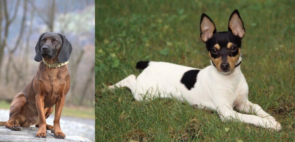 Toy Fox Terrier vs Bavarian Mountain Hound - Breed Comparison