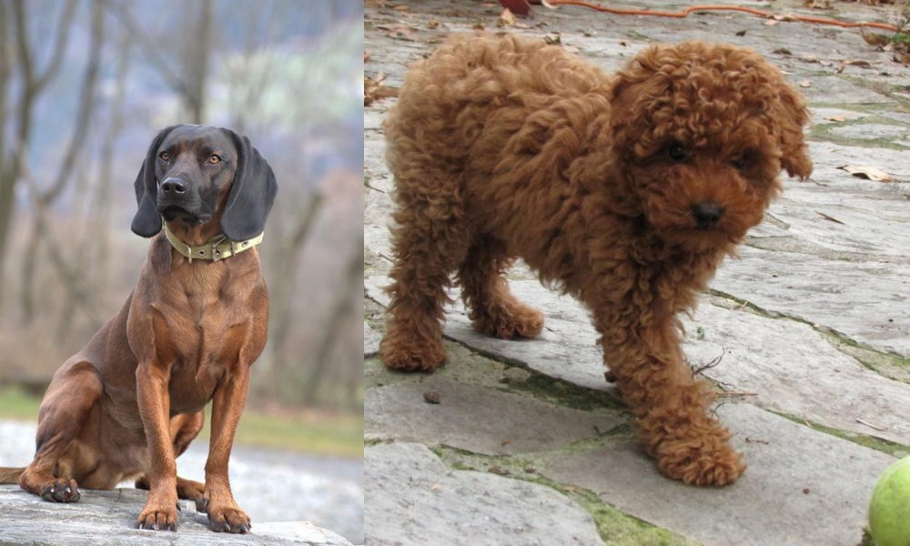 Toy Poodle vs Bavarian Mountain Hound - Breed Comparison