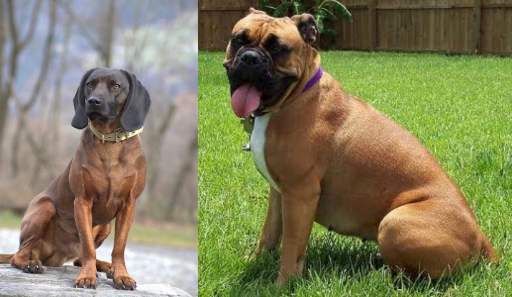 Valley Bulldog vs Bavarian Mountain Hound - Breed Comparison