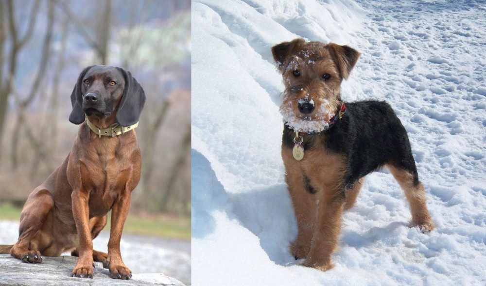 Welsh Terrier vs Bavarian Mountain Hound - Breed Comparison