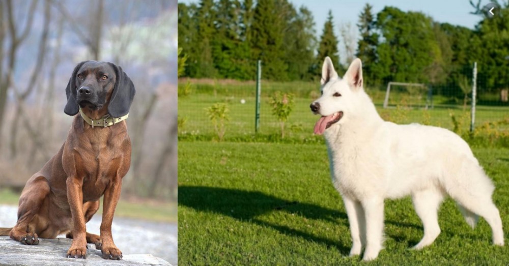 White Shepherd vs Bavarian Mountain Hound - Breed Comparison