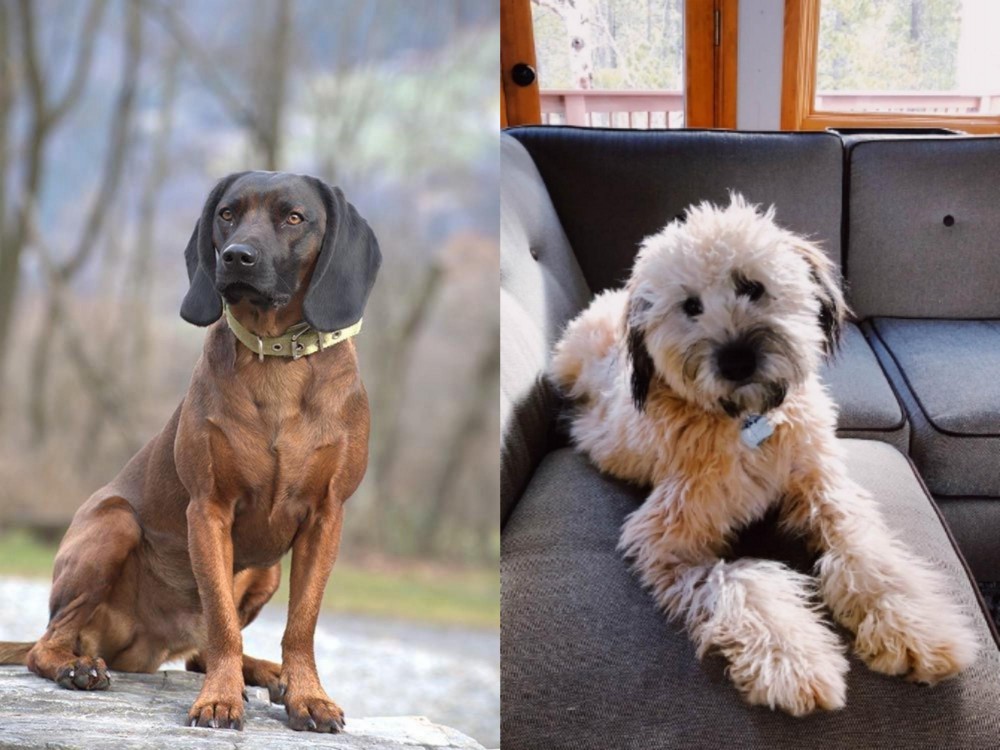 Whoodles vs Bavarian Mountain Hound - Breed Comparison