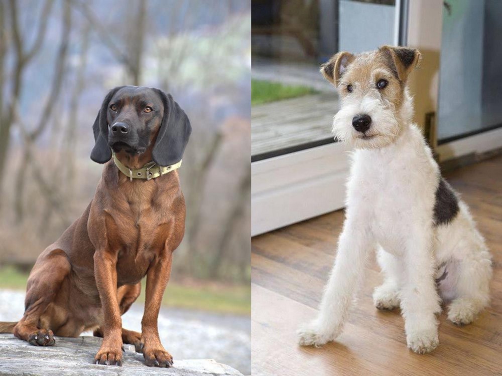 Wire Fox Terrier vs Bavarian Mountain Hound - Breed Comparison
