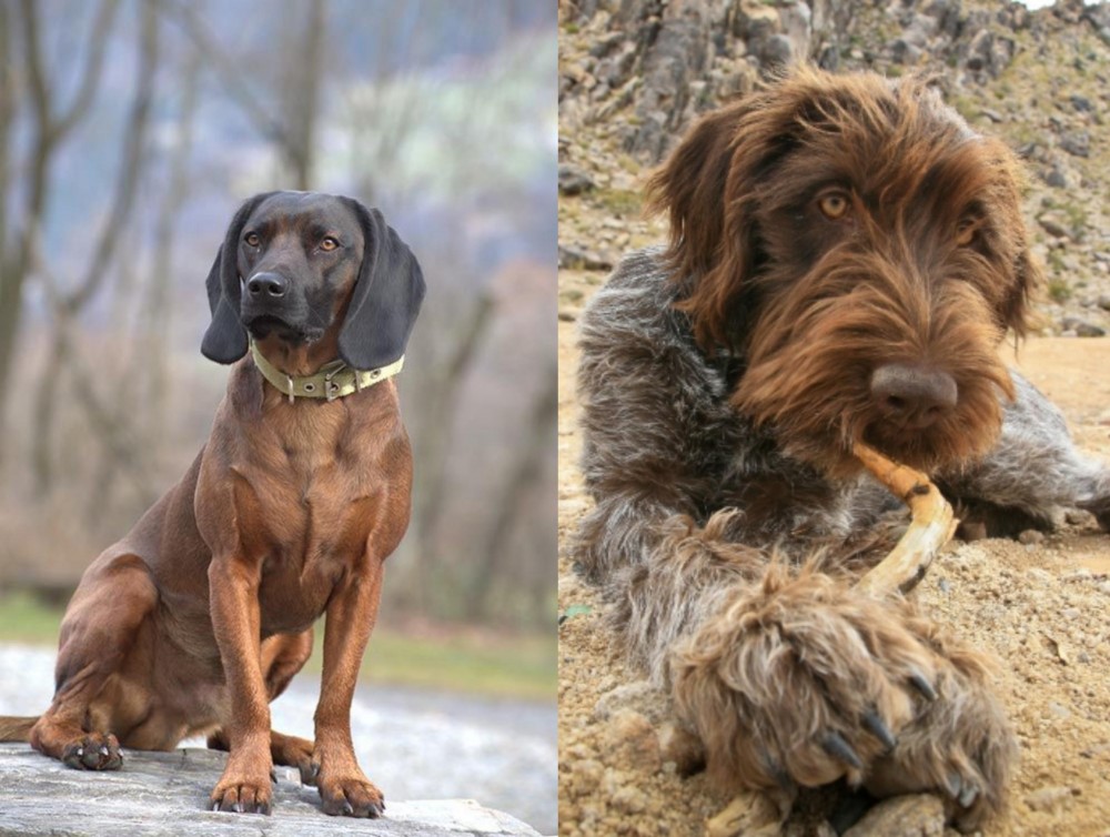 Wirehaired Pointing Griffon vs Bavarian Mountain Hound - Breed Comparison