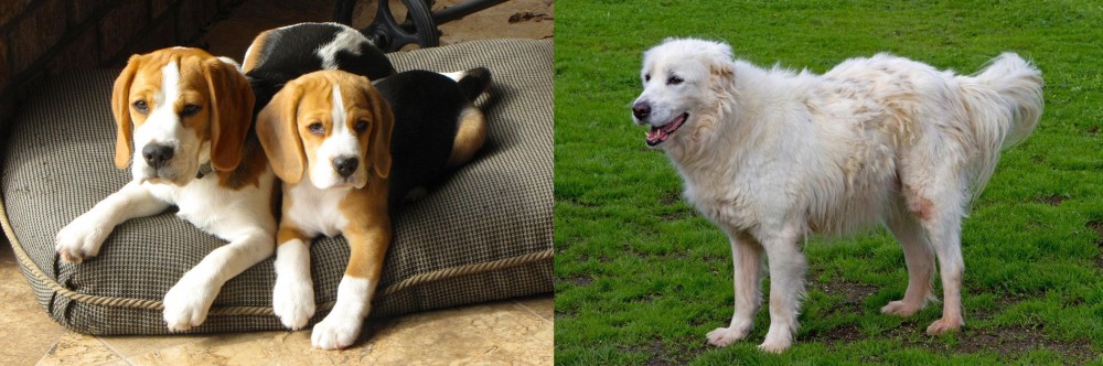 Abruzzenhund vs Beagle - Breed Comparison