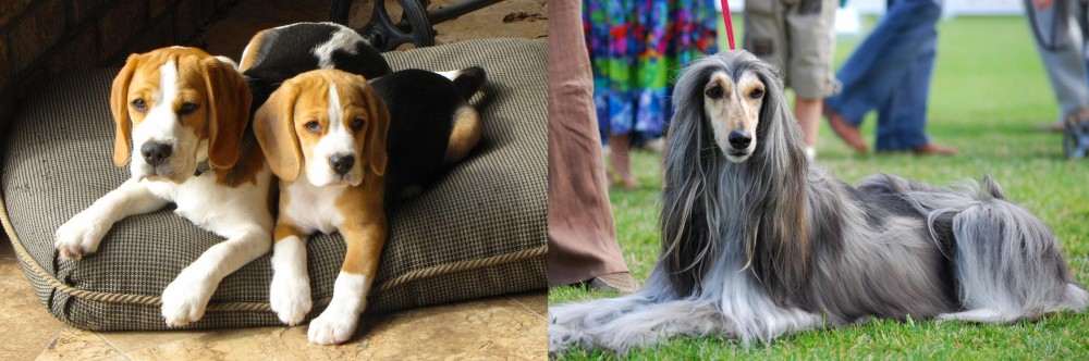 Afghan Hound vs Beagle - Breed Comparison