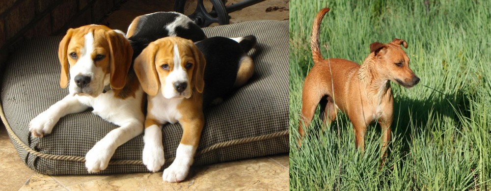 Africanis vs Beagle - Breed Comparison