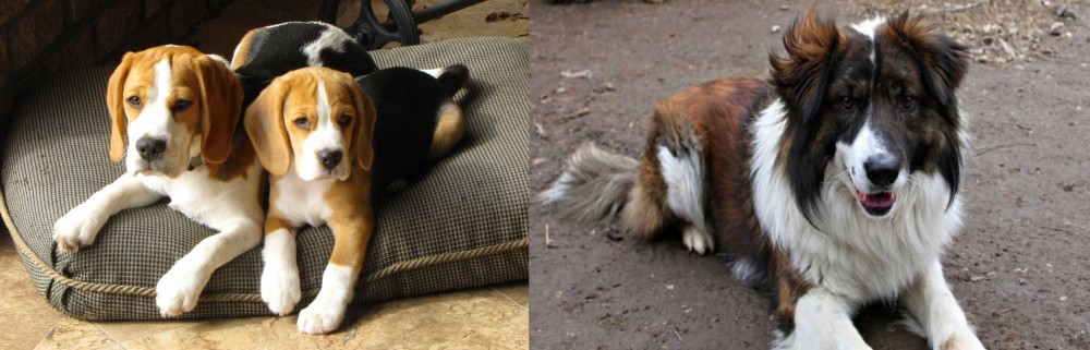 Aidi vs Beagle - Breed Comparison