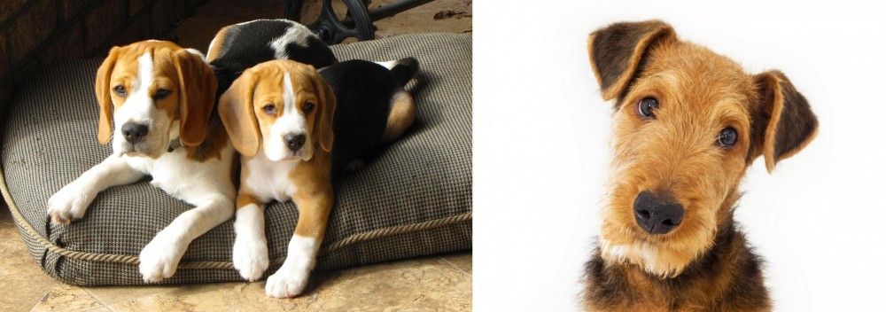 Airedale Terrier vs Beagle - Breed Comparison