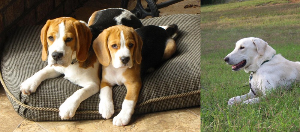 Akbash Dog vs Beagle - Breed Comparison