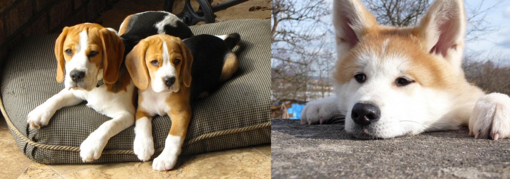 Akita vs Beagle - Breed Comparison