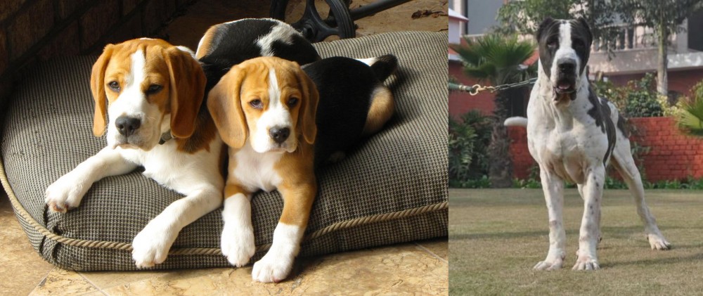 Alangu Mastiff vs Beagle - Breed Comparison