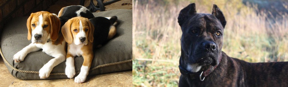 Alano Espanol vs Beagle - Breed Comparison