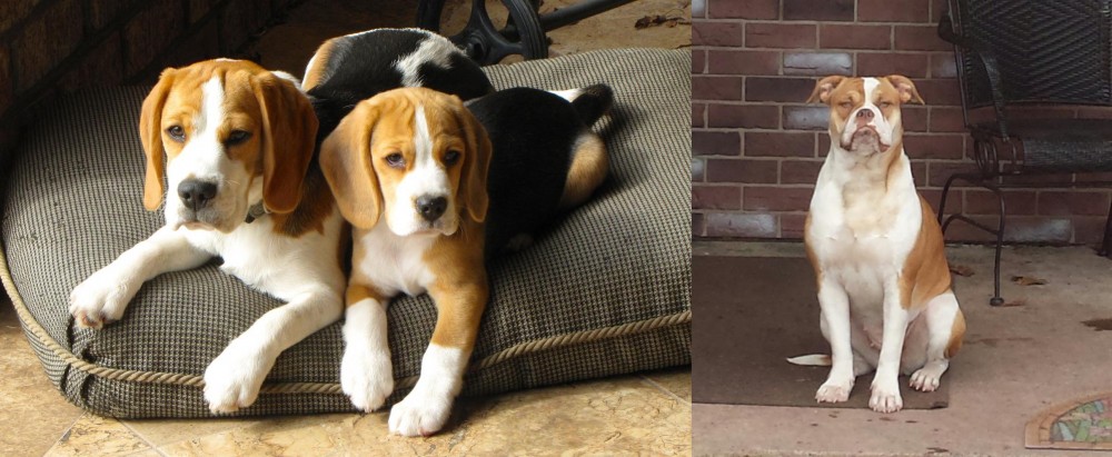 Alapaha Blue Blood Bulldog vs Beagle - Breed Comparison