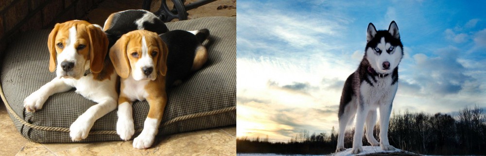 Alaskan Husky vs Beagle - Breed Comparison