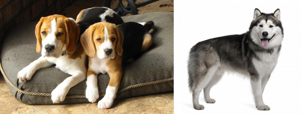 Alaskan Malamute vs Beagle - Breed Comparison
